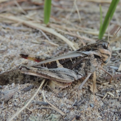 Gastrimargus musicus (Yellow-winged Locust or Grasshopper) at Greenway, ACT - 16 Jan 2016 by michaelb