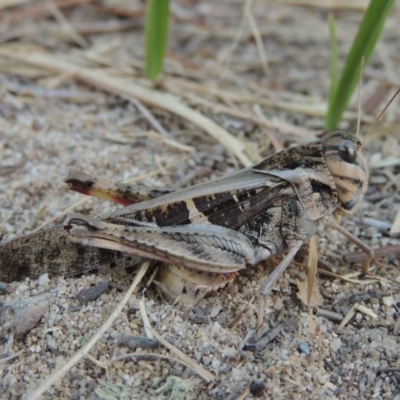 Gastrimargus musicus (Yellow-winged Locust or Grasshopper) at Greenway, ACT - 16 Jan 2016 by MichaelBedingfield