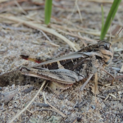 Gastrimargus musicus (Yellow-winged Locust or Grasshopper) at Greenway, ACT - 16 Jan 2016 by MichaelBedingfield