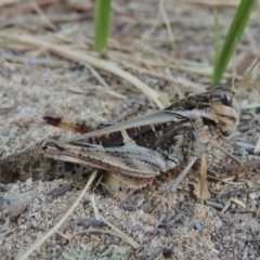 Gastrimargus musicus (Yellow-winged Locust or Grasshopper) at Pine Island to Point Hut - 16 Jan 2016 by michaelb