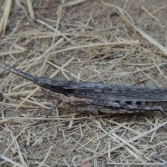 Coryphistes ruricola (Bark-mimicking Grasshopper) at Greenway, ACT - 16 Jan 2016 by MichaelBedingfield