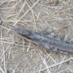 Coryphistes ruricola at Greenway, ACT - 16 Jan 2016 08:29 PM