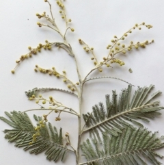 Acacia dealbata (Silver Wattle) at Garran, ACT - 6 Dec 2019 by ruthkerruish