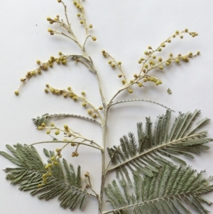 Acacia dealbata at Garran, ACT - 7 Dec 2019