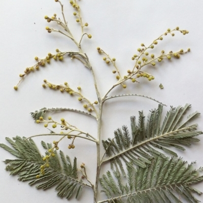 Acacia dealbata (Silver Wattle) at Hughes Garran Woodland - 6 Dec 2019 by ruthkerruish