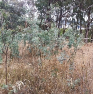 Acacia dealbata at Garran, ACT - 7 Dec 2019 08:29 AM