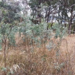 Acacia dealbata at Garran, ACT - 7 Dec 2019