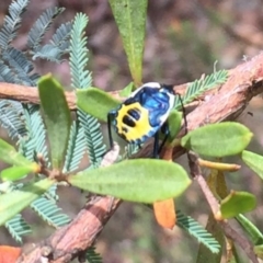 Commius elegans (Cherry Ballart Shield Bug) at ANBG - 13 Dec 2015 by ibaird