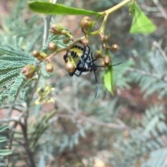 Commius elegans at Acton, ACT - 13 Dec 2015 12:58 PM