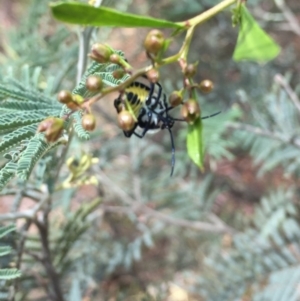 Commius elegans at Acton, ACT - 13 Dec 2015