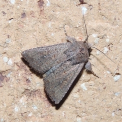 Dasygaster padockina (Tasmanian Cutworm) at Pollinator-friendly garden Conder - 26 Mar 2015 by michaelb