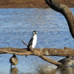 Microcarbo melanoleucos (Little Pied Cormorant) at Gungahlin, ACT - 28 Jul 2017 by Qwerty