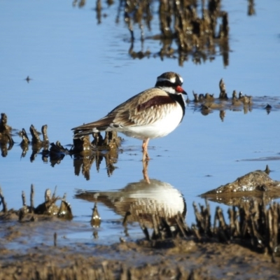 Charadrius melanops (Black-fronted Dotterel) at Gungahlin, ACT - 28 Jul 2017 by Qwerty