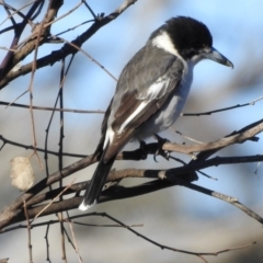 Cracticus torquatus (Grey Butcherbird) at Mulligans Flat - 28 Jul 2017 by Qwerty