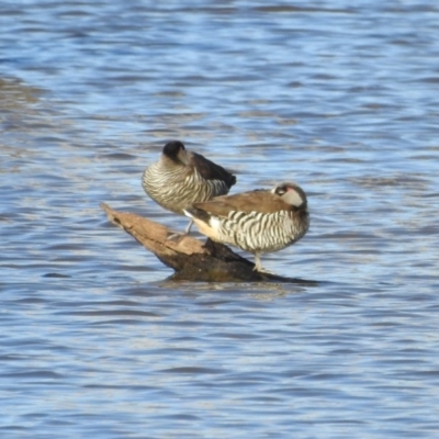 Malacorhynchus membranaceus (Pink-eared Duck) at Mulligans Flat - 28 Jul 2017 by Qwerty