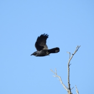 Corvus coronoides at Gungahlin, ACT - 29 Jul 2017 12:00 AM