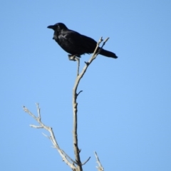 Corvus coronoides at Gungahlin, ACT - 29 Jul 2017 12:00 AM