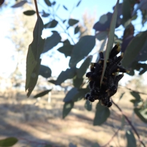 Perga sp. (genus) at Gungahlin, ACT - 29 Jul 2017