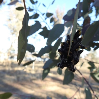 Perga sp. (genus) (Sawfly or Spitfire) at Mulligans Flat - 28 Jul 2017 by Qwerty