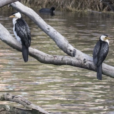 Microcarbo melanoleucos (Little Pied Cormorant) at Yerrabi Pond - 28 Jul 2017 by Alison Milton