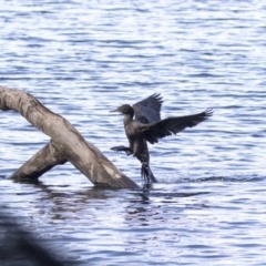 Phalacrocorax sulcirostris (Little Black Cormorant) at Amaroo, ACT - 28 Jul 2017 by Alison Milton