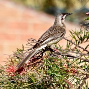 Anthochaera carunculata at Berrambool, NSW - 29 Jul 2017