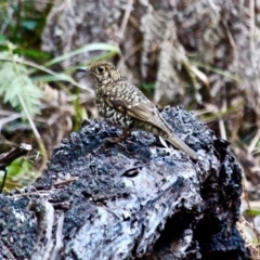 Zoothera lunulata (Bassian Thrush) at Edrom, NSW - 29 Jul 2017 by RossMannell