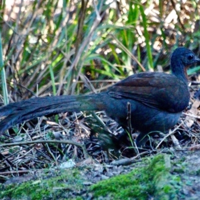 Menura novaehollandiae (Superb Lyrebird) at Davidson Whaling Station Historic Site - 28 Jul 2017 by RossMannell