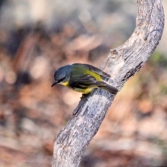 Eopsaltria australis (Eastern Yellow Robin) at Davidson Whaling Station Historic Site - 29 Jul 2017 by RossMannell