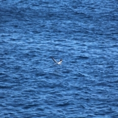 Morus serrator (Australasian Gannet) at Green Cape, NSW - 29 Jul 2017 by RossMannell