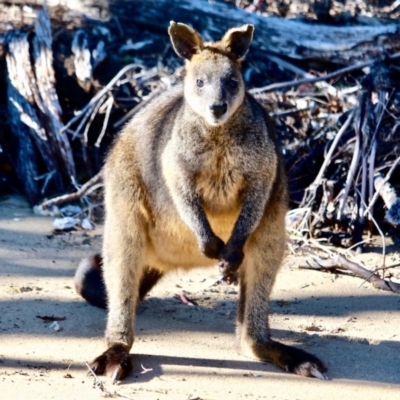 Wallabia bicolor (Swamp Wallaby) at Edrom, NSW - 29 Jul 2017 by RossMannell