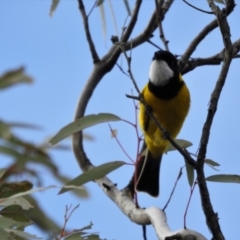 Pachycephala pectoralis (Golden Whistler) at Mount Majura - 26 Jul 2017 by Qwerty