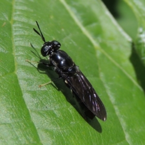 Hermetia illucens at Conder, ACT - 19 Nov 2014 03:45 PM