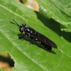 Hermetia illucens at Conder, ACT - 19 Nov 2014