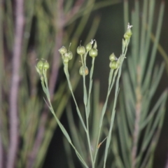 Linum marginale (Native Flax) at Greenway, ACT - 19 Nov 2014 by michaelb