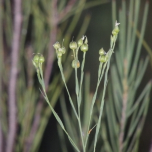 Linum marginale at Greenway, ACT - 19 Nov 2014