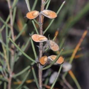 Hakea microcarpa at Greenway, ACT - 19 Nov 2014 08:22 PM