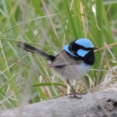 Malurus cyaneus (Superb Fairywren) at Jerrabomberra Wetlands - 10 Oct 2014 by michaelb