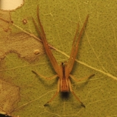 Sidymella trapezia (Trapezoid Crab Spider) at Pollinator-friendly garden Conder - 19 May 2015 by michaelb