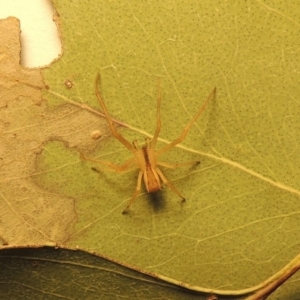 Sidymella trapezia at Conder, ACT - 19 May 2015 06:15 PM