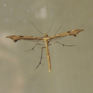 Sinpunctiptilia emissalis at Conder, ACT - 21 Oct 2015 10:20 PM