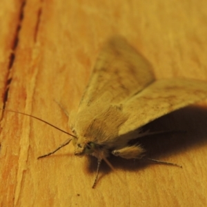 Australothis rubrescens at Conder, ACT - 31 Oct 2015