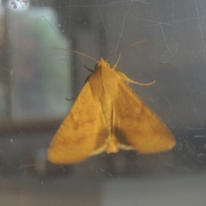 Australothis rubrescens at Conder, ACT - 31 Oct 2015