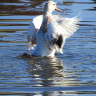 Anas platyrhynchos (Mallard (Domestic Type)) at Dunlop, ACT - 20 May 2017 by Qwerty