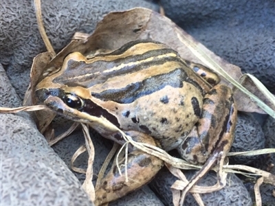 Limnodynastes peronii (Brown-striped Frog) at Pambula, NSW - 26 Jul 2017 by TandyM