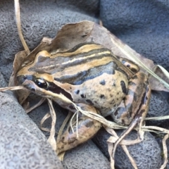 Limnodynastes peronii (Brown-striped Frog) at Panboola - 26 Jul 2017 by TandyM