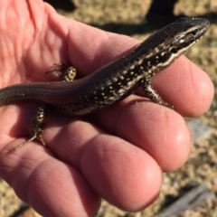 Eulamprus heatwolei (Yellow-bellied Water Skink) at Panboola - 27 Jul 2017 by TandyM