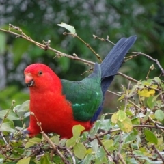 Alisterus scapularis at Narrabundah, ACT - 31 Jul 2017