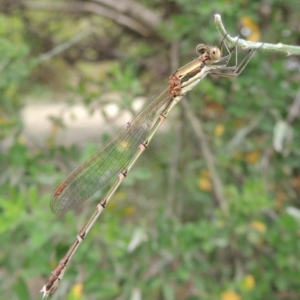 Austrolestes analis at Conder, ACT - 8 Dec 2015 12:38 PM