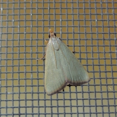 Ocrasa acerasta (A Pyralid moth) at Conder, ACT - 8 Dec 2015 by MichaelBedingfield